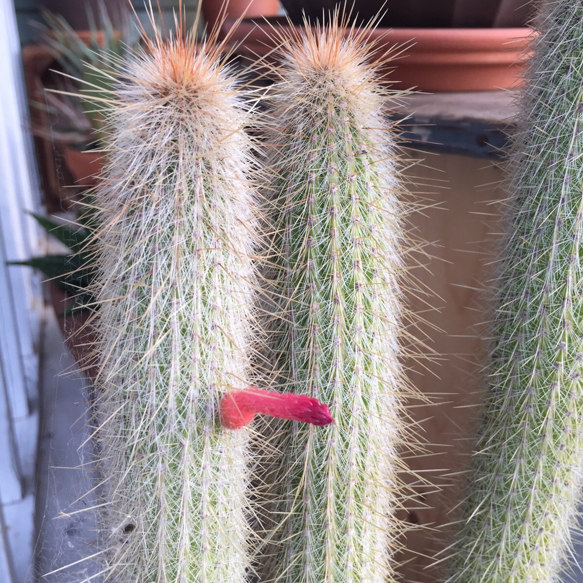 Way to make things awkward, porch cactus