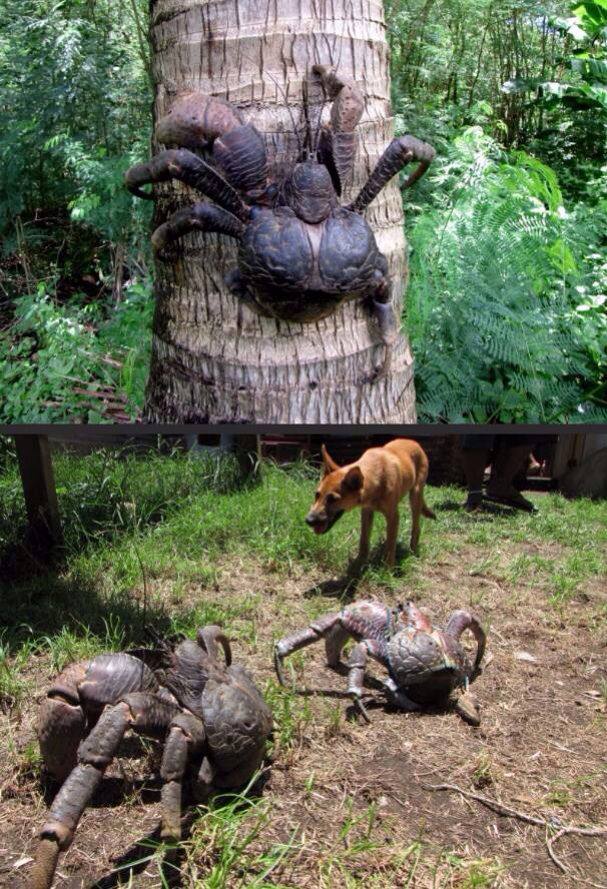 Coconut crab can grow to be over 1 meter across