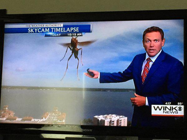 "...and I, for one, welcome our new insect overlords".