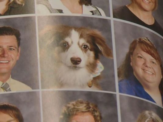A local high school now features their service dogs in the yearbook