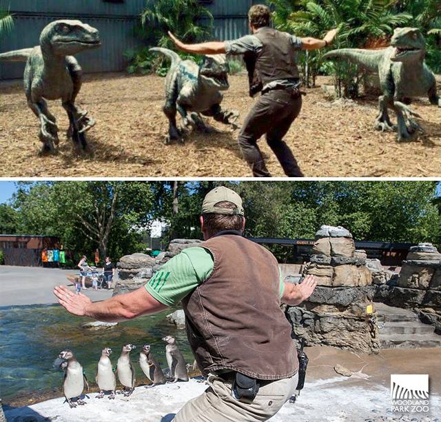"Be it penguins or velociraptors, zookeeping is hard work." -Woodland Park Zoo