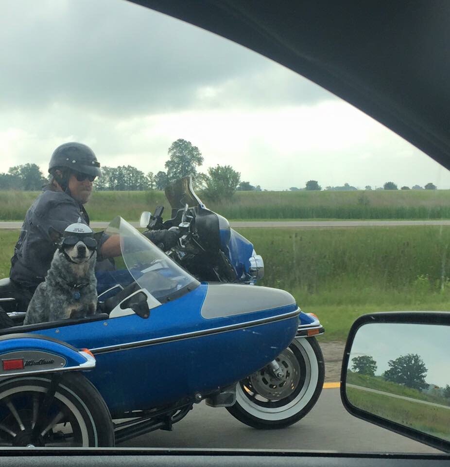 Saw this fella on the highway. The sticker on his helmet says "Bad to the Bone"