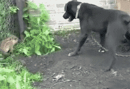 Mean piglet