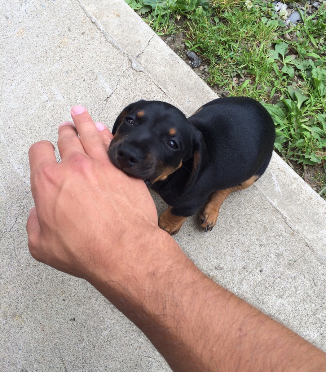 Man bitten by rottweiler