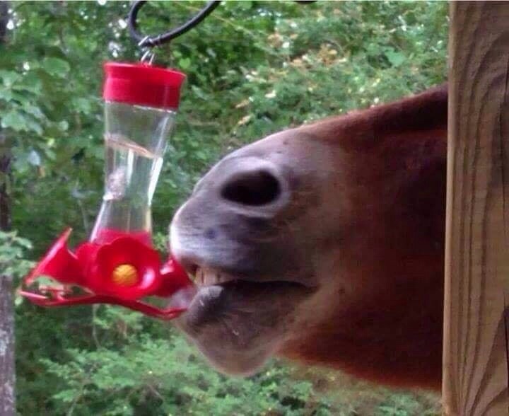 Does anyone know what kind of hummingbird this is?