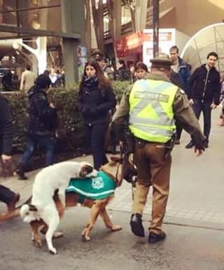 F*ck the police... dog