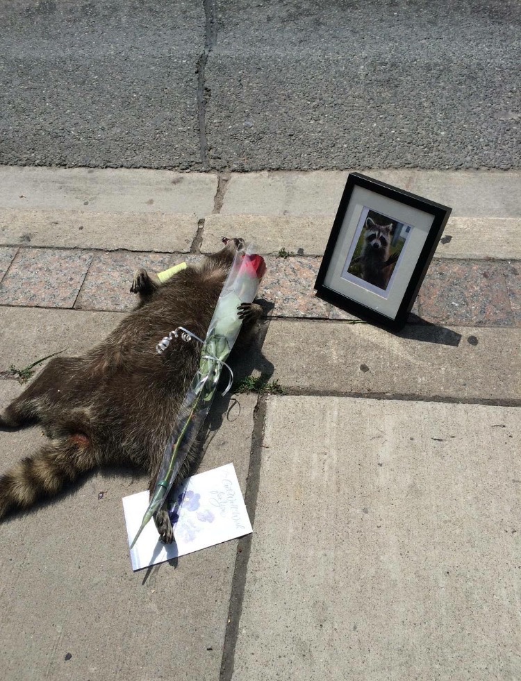 RIP Toronto Raccoon