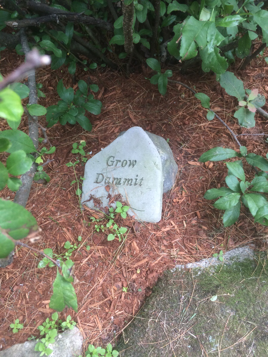 I'm landscaping this summer. Saw this in a little old lady's garden
