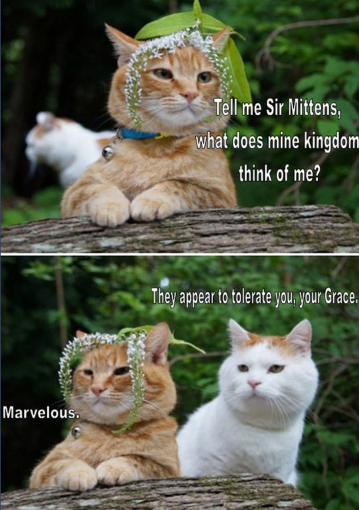 These cats crack me up every time.