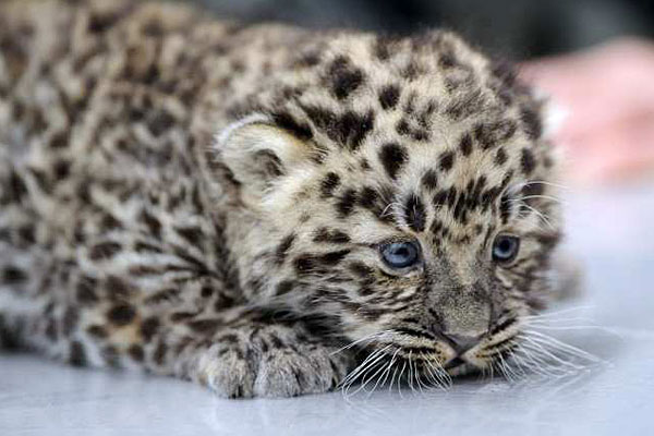 Only 30 Amur Leopards are left in the world