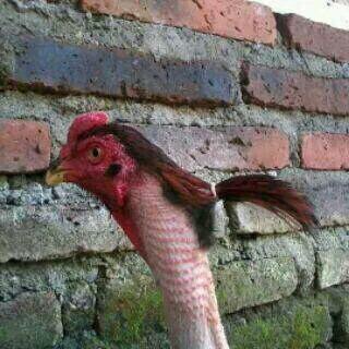 Googled "chicken with ponytail". Was not dissapointed.