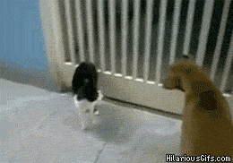 Lightsaber Cat Vs Dog