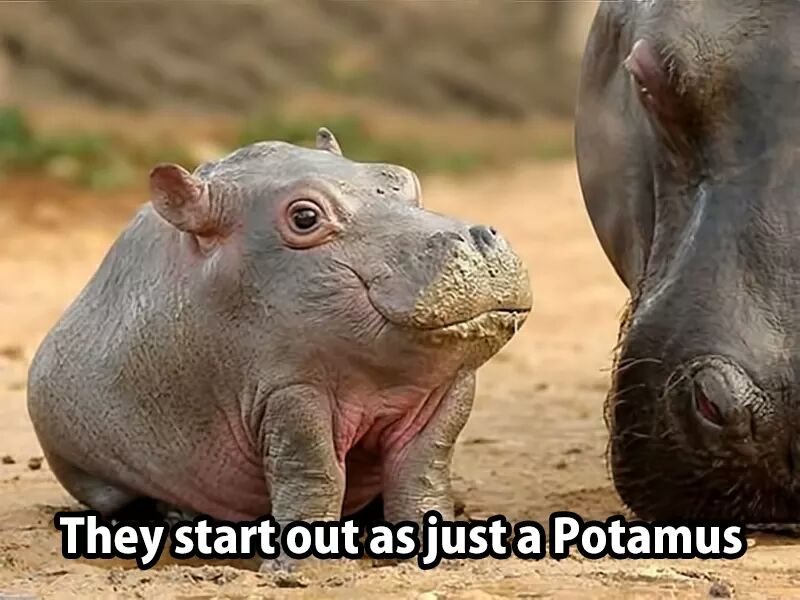 They grow the Hippo part later.