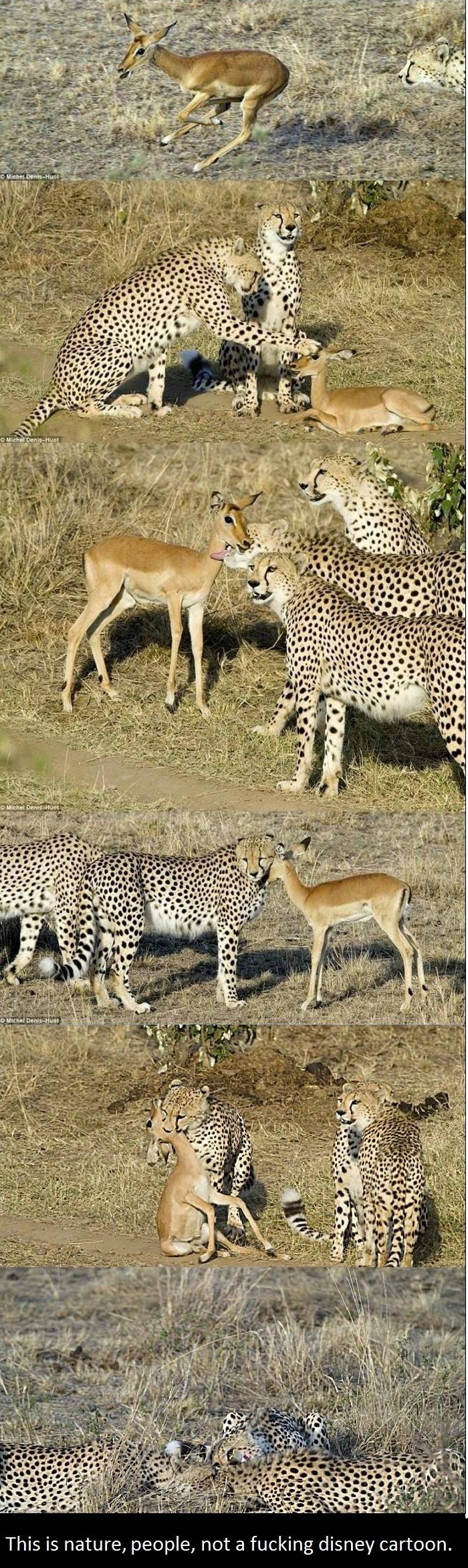 Deer playing with Cheetahs