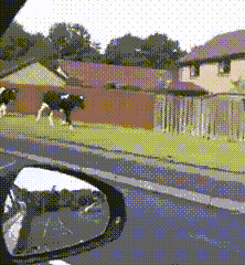 Pigs chasing cows