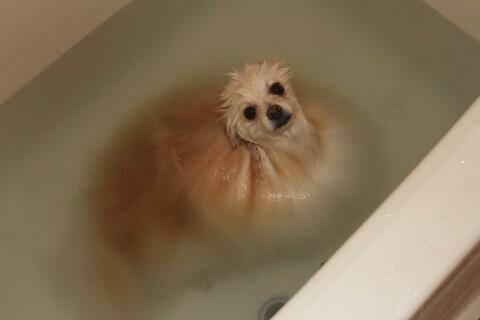 Warning: Puppy is Water-Soluble