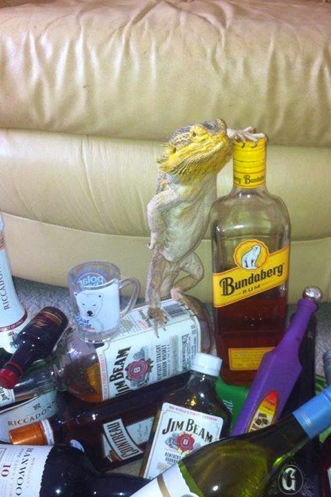 Apologies if you've already seen a lizard on liquor bottles today.