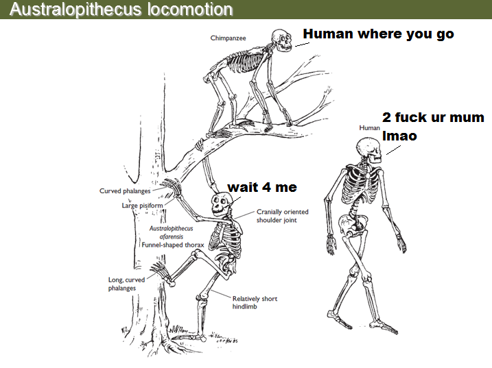 Homo d4nkus