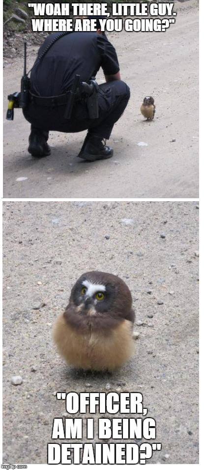 An Owlet Goes For a Stroll...