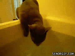 Silly cat ... you can't walk on water