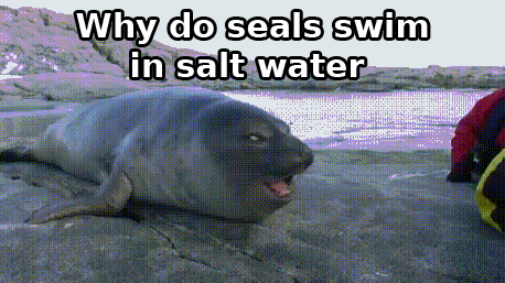 Why do seals swim in salt water.