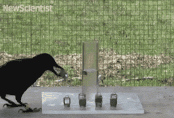 You can't say about this Crow, that he knows nothing.