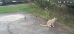 Don't mess with the cats or they go ninja on you