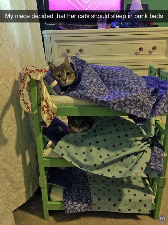 Niece decided that her cats should sleep in bunk beds.