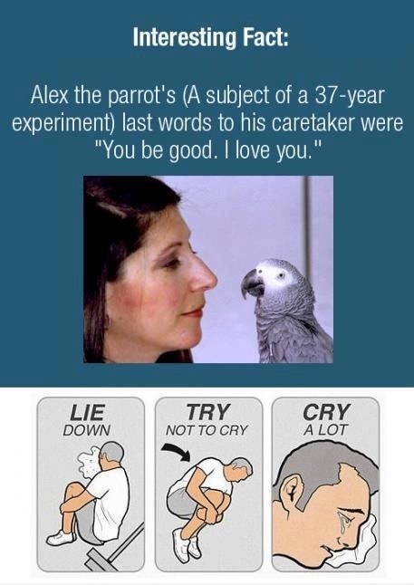 Alex the parrot