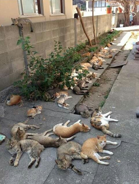 What happens when you grow catnip in your backyard.