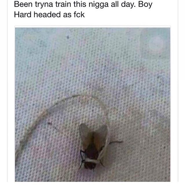 Why u walking when u a fly