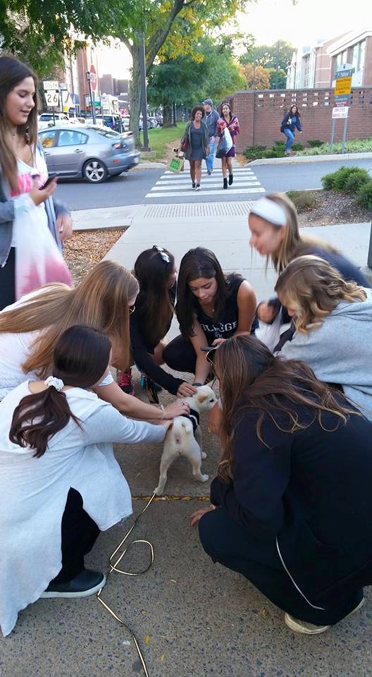 This is what having a puppy in college is like
