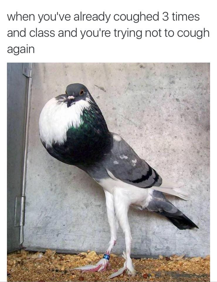 meðŸ¦irl