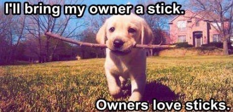 Give owner a stick