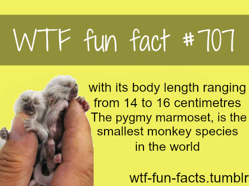 Smallest monkey species in the world