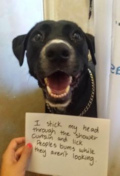 Dog Shaming