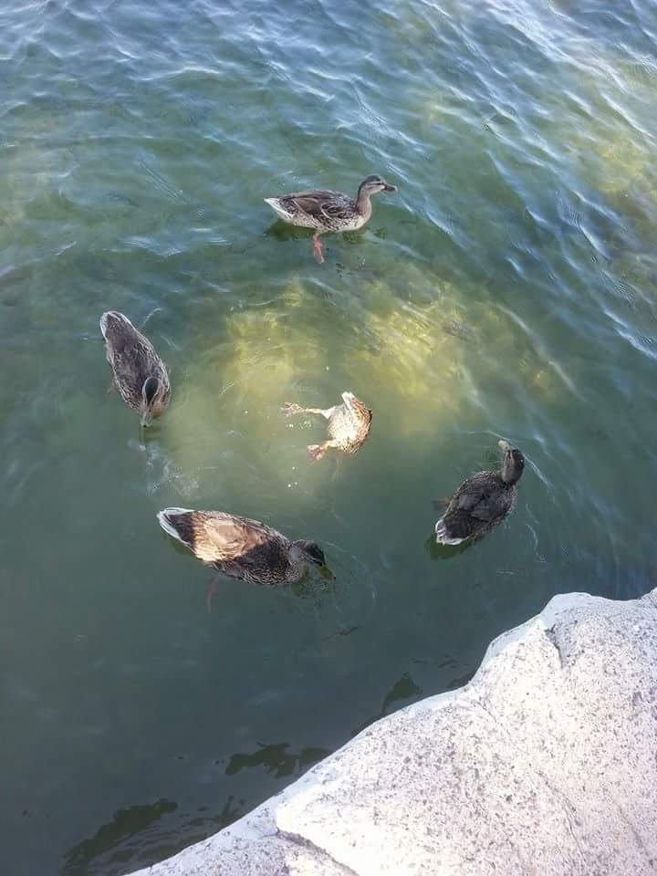 Ducks performing some kind of Satanic ritual