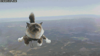 &quot;Sky diving cat's&quot;