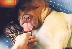 Tongue Dog