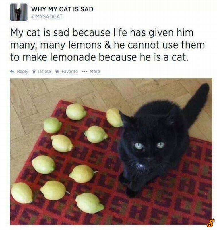 meðŸ‹irl