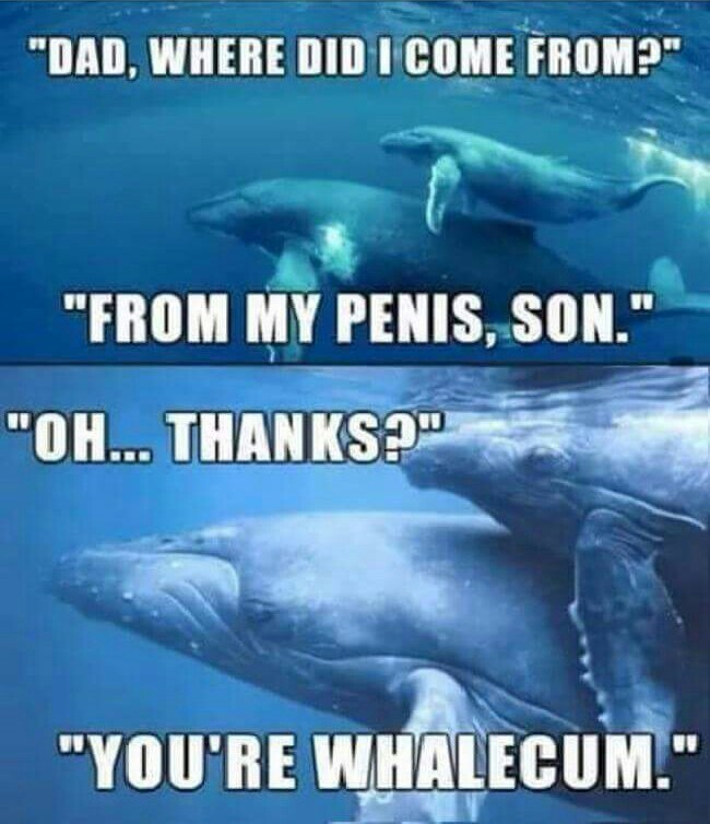Whale dad