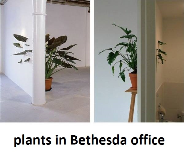 Plants in Bethesda's office