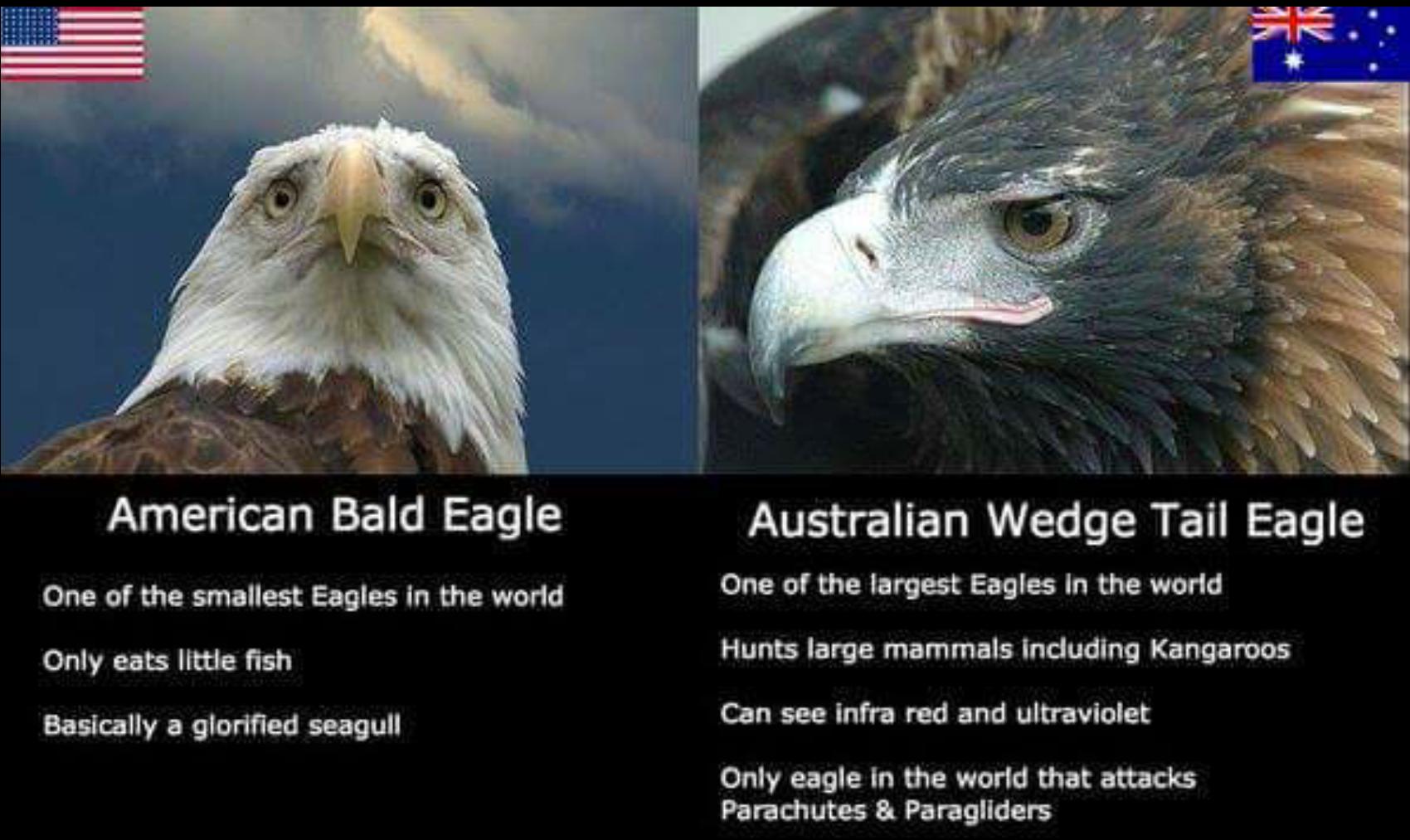 Our eagle > Your eagle