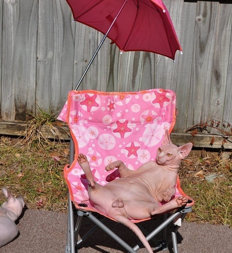 hairless cats are so beautiful