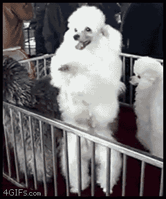 Got the moves like jagger