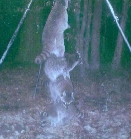 Trashpandas working together to reach a deer feeder that was placed high off the ground