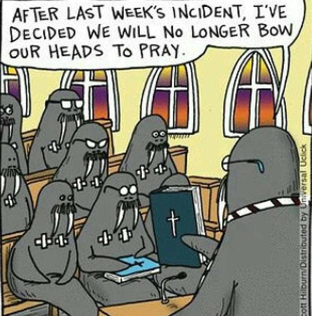 Why walruses shouldn't bow