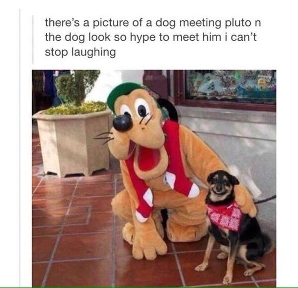 When dogs meet their idols