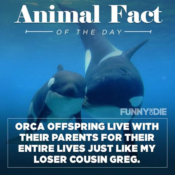 Animal kingdom fact of the day