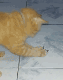 GOTCHA!